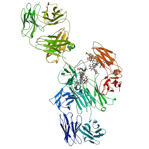 Cetuximab