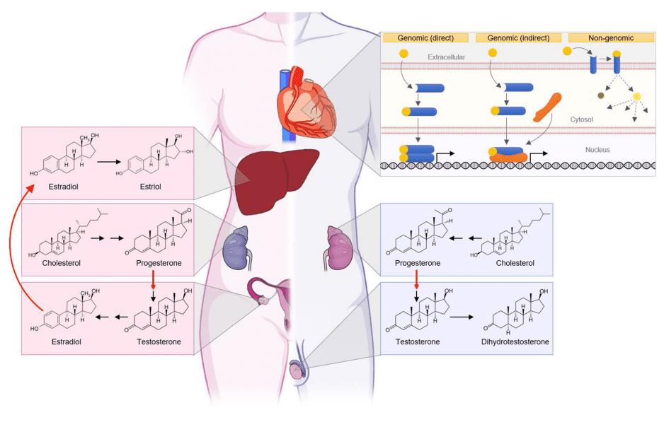 Figure 2 Sexhormones in human body