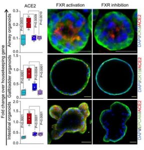 FXR-modulates-ACE2-expressio