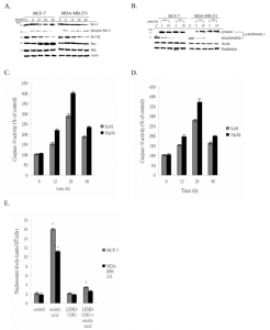 Asiatic acid-induced apoptosis through the initiation of the mitochondrial pathway. 