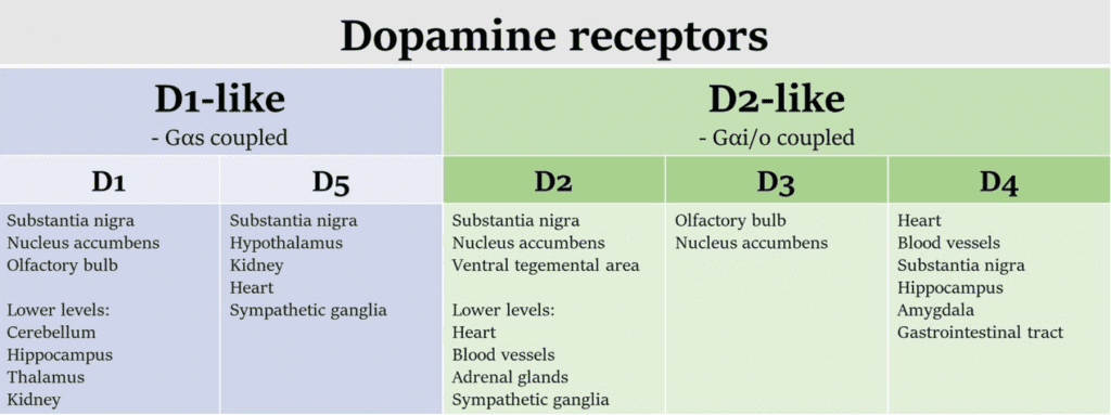 Dopamine-receptors