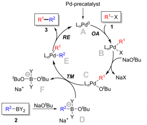Mechanism-of-Suzuki-Reaction