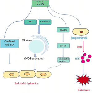 Uric-acid-promotes-the-development-of-CKD
