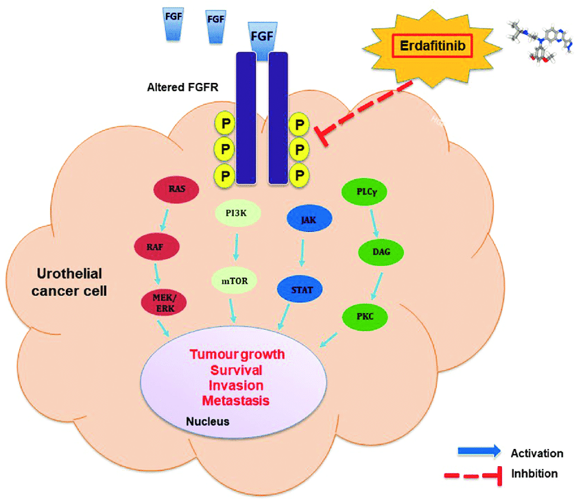 FGFR-signalling-pathway-and-the-molecular-mechanisms-of-erdafitinib-in-urothelial