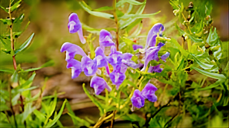 images