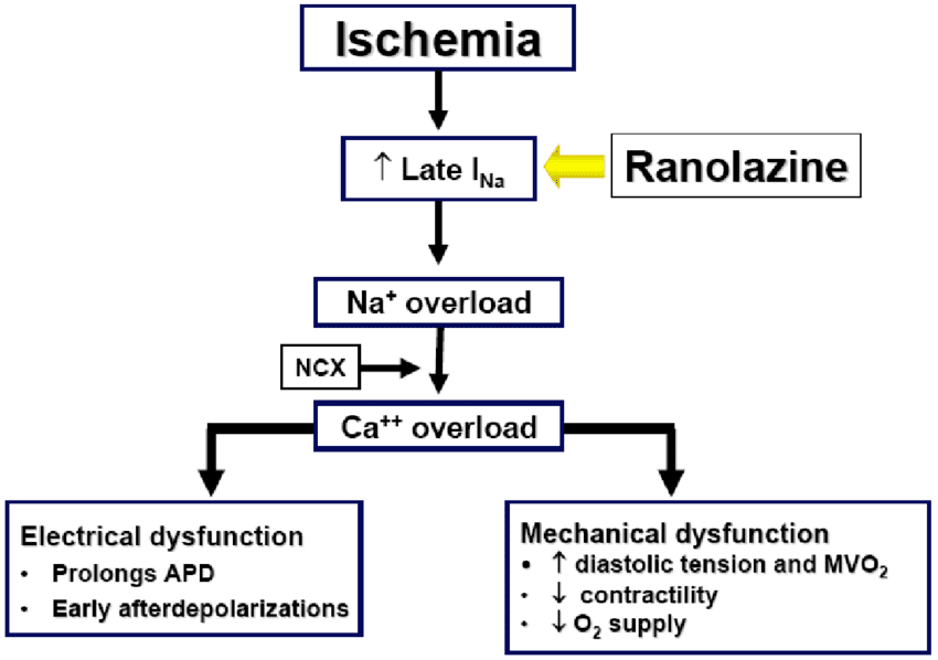 Fig-10-Mechanism-of-action-of-ranolazine-In-the-presence-of-HF-there-is-a