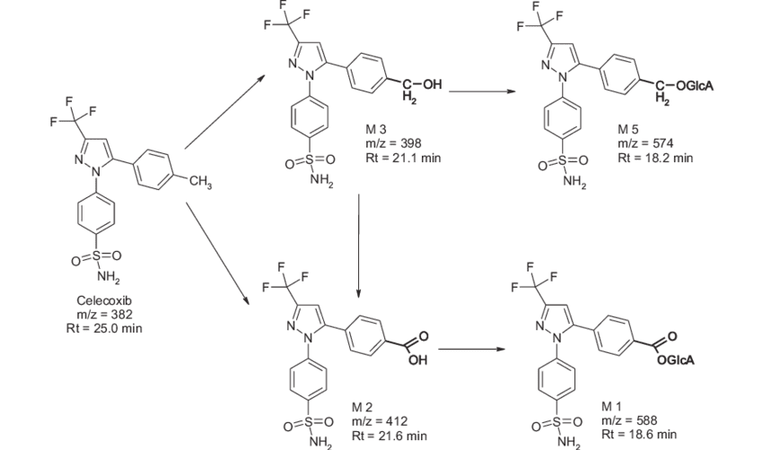 Tentative-identification-of-celecoxib-metabolites-after-incubation-with-primary-rat-SD