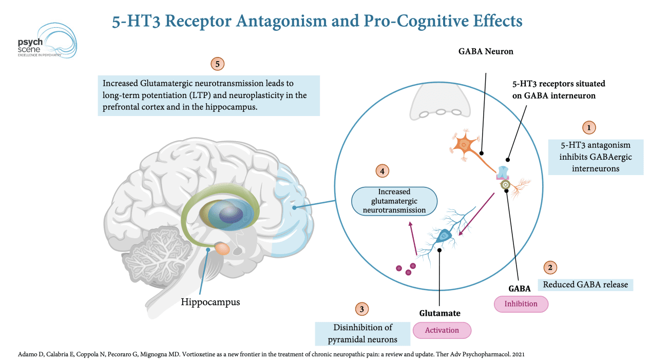 5-HT3-receptors-antagonism-and-Glutamate-release-procognitive-effect-of-vortioxetine
