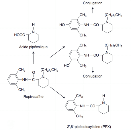 6-metabolisme-de-la-ropivacaine-Les-principaux-metabolites-de-la-ropivacaine-sont-les(1)