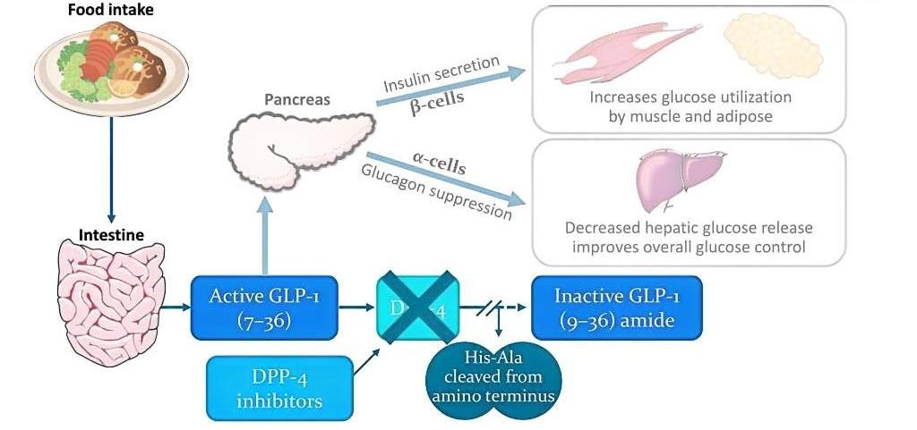 dpp-4-inhibitors-mechanism-of-action-l