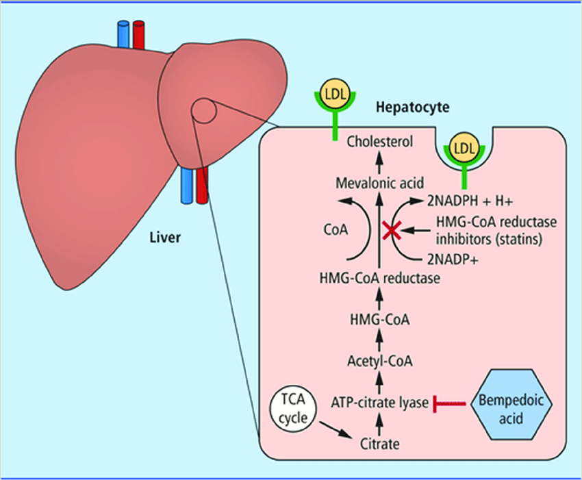 Mechanism-of-action-of-bempedoic-acid