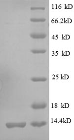 Recombinant E.Coli 30S Ribosomal Protein S19 (RPSS) Protein (His)