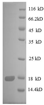 Recombinant E.Coli 30S Ribosomal Protein S8 (RPSH) Protein (His)