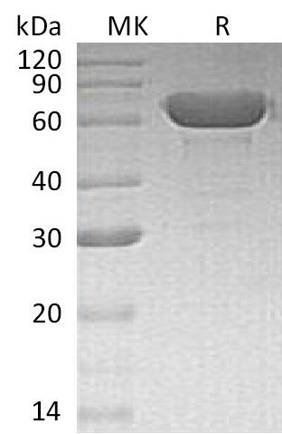 Recombinant Human Albumin Protein