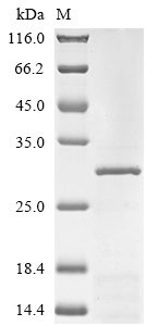 Recombinant Human Gamma-Aminobutyric Acid Receptor Subunit Alpha-1 (GABRA1) Protein (His)