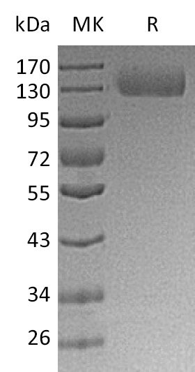 Recombinant Human ITGA5 Protein (C-6His)