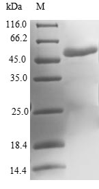 Recombinant Human Molybdopterin Synthase Catalytic Subunit (MOCS2) Protein (GST)