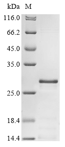 Recombinant Human Muscarinic Acetylcholine Receptor M1 (CHRM1) Protein (His)