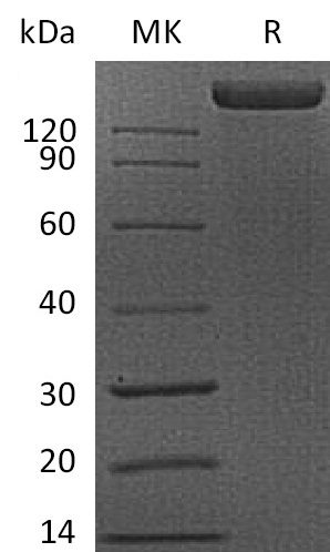 Recombinant Human VEGFR1 Protein (C-Fc)