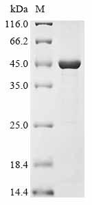 Recombinant Variola Virus Envelope Protein F13 (C17L) Protein (His&Myc)