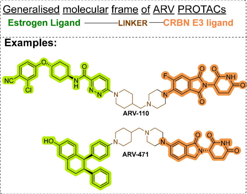 Molecular-structure-of-ARV-110-and-ARV-471-Author-Contributions-Conceptualization