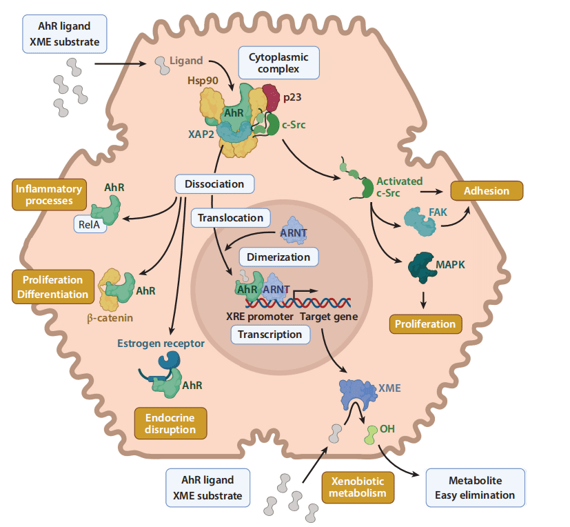 AhR signaling pathways