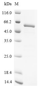 Recombinant Human Cytochrome P450 11B1, mitochondrial (CYP11B1)
