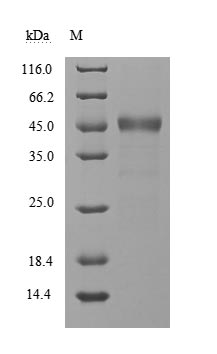 Recombinant Severe acute respiratory syndrome coronavirus 2 Non-structural protein 9 (nsp9)