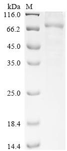 Recombinant Severe acute respiratory syndrome coronavirus 2 Replicase polyprotein 1ab (rep)