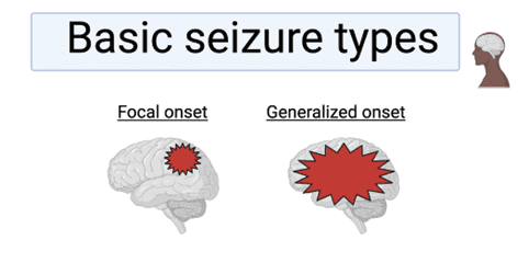 Seizure Types
