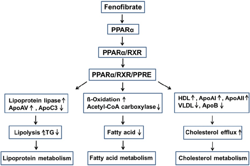 Lowering-lipid-mechanisms-of-fenofibrate-Fenifibrate-activates-PPARa-and-forms-a