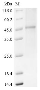 Recombinant Human Beta-3 adrenergic receptor (ADRB3)