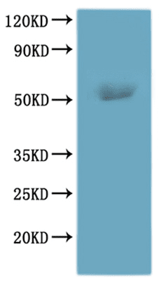 Recombinant Human Histamine H3 receptor (HRH3)-VLPs, Fluorescent