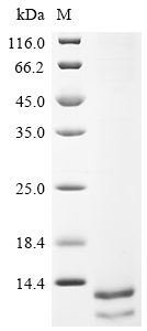 Recombinant Human Delta-Like Protein 3 (DLL3) Protein (His)