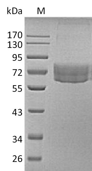 Recombinant Human Hepatitis A Virus Cellular Receptor 2 (HAVCR2) Protein (Fc-Avi), Active