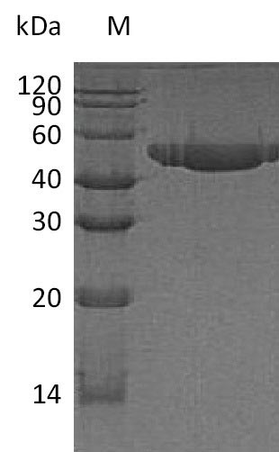 Recombinant Human Nectin-2 (NECTIN2) Protein (His), Active