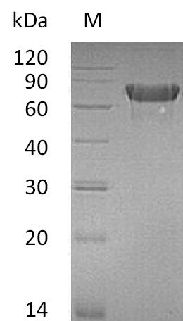 Recombinant Mouse Tumor Necrosis Factor Receptor Superfamily Member 4 (TNFRSF4) Protein (hFc), Active