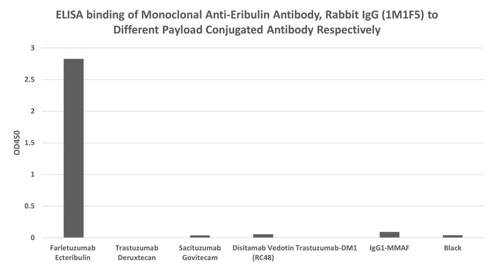 Monoclonal Anti-Eribulin Antibody, Rabbit IgG (1M1F5)